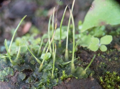 Anthoceros