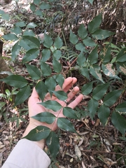 Archidendron grandiflorum