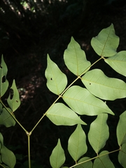 Archidendron grandiflorum