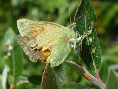 Colias meadii