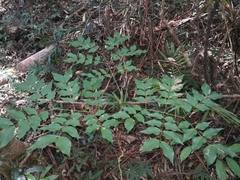 Archidendron grandiflorum