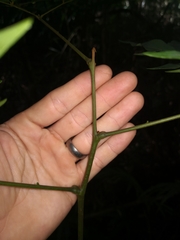 Archidendron grandiflorum