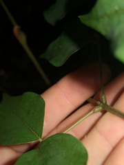 Archidendron grandiflorum