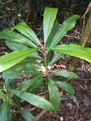 Anopterus macleayanus