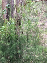 Exocarpos cupressiformis