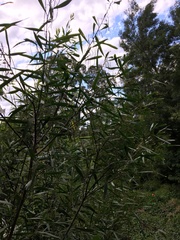 Acacia longifolia longifolia