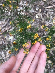 Dillwynia sieberi