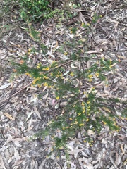 Dillwynia sieberi