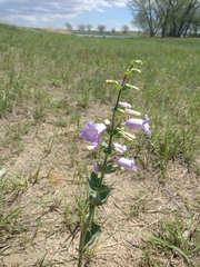 Penstemon grandiflorus