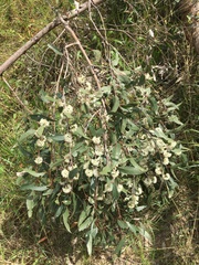 Eucalyptus eugenioides