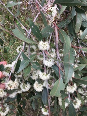 Eucalyptus eugenioides