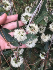 Eucalyptus eugenioides
