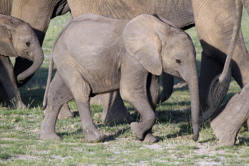 African Savanna Elephant, photo 7 of 10