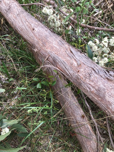 Image of Eucalyptus eugenioides by (c) Thomas Mesaglio, some rights reserved (CC BY)