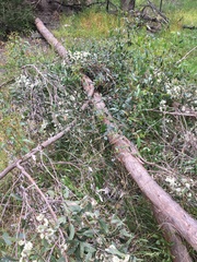 Eucalyptus eugenioides