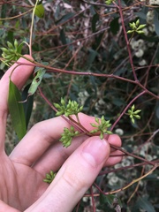 Eucalyptus eugenioides