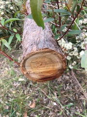 Eucalyptus eugenioides