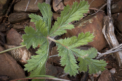 Pelargonium lobatum