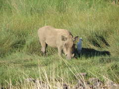 Phacochoerus africanus aeliani