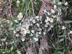 Eucalyptus eugenioides