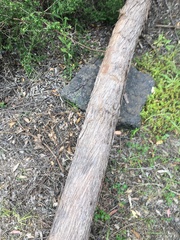 Eucalyptus eugenioides