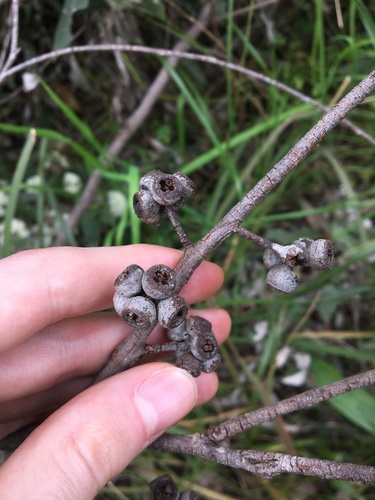 Image of Eucalyptus eugenioides by (c) Thomas Mesaglio, some rights reserved (CC BY)