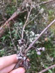 Eucalyptus eugenioides