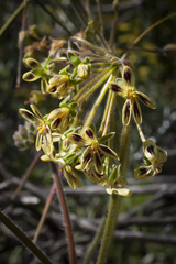 Pelargonium lobatum
