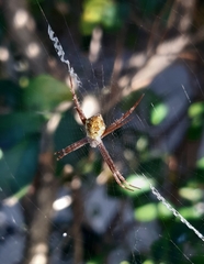 Argiope
