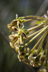 Pelargonium lobatum