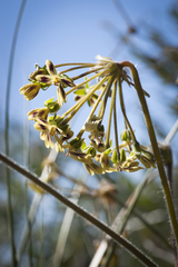 Pelargonium lobatum