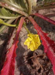 Oenothera oakesiana