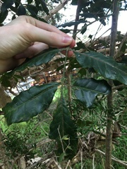 Harpephyllum caffrum