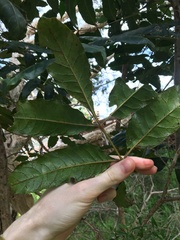 Harpephyllum caffrum