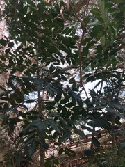 Harpephyllum caffrum
