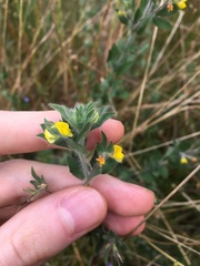 Lotus suaveolens
