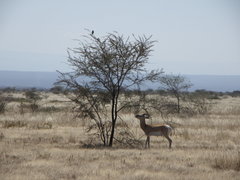 Nanger soemmerringii