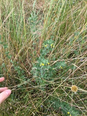 Lotus suaveolens