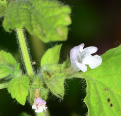 Melissa officinalis