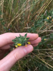 Lotus suaveolens