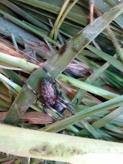 Nephilengys malabarensis