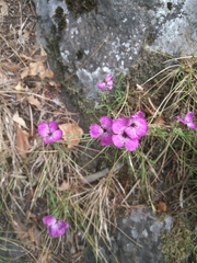 Dianthus seguieri