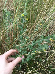 Lotus suaveolens