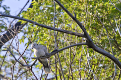Streptopelia decaocto