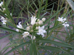 Asclepiadinae