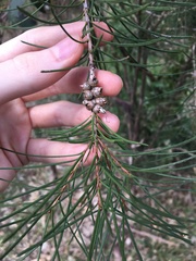 Melaleuca linearis acerosa