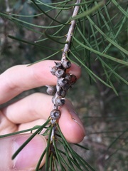 Melaleuca linearis acerosa