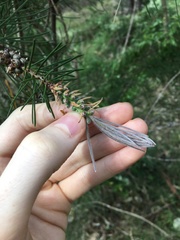 Melaleuca linearis acerosa