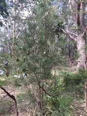 Melaleuca linearis acerosa
