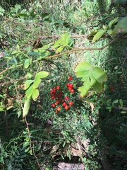 Solanum seaforthianum